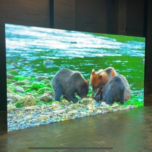 1.2mm LED Rental